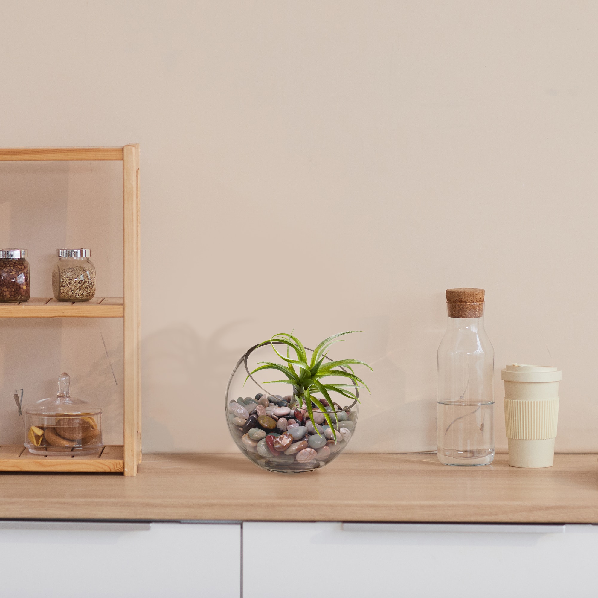 Air Plant Succulent Plant, 12ct.